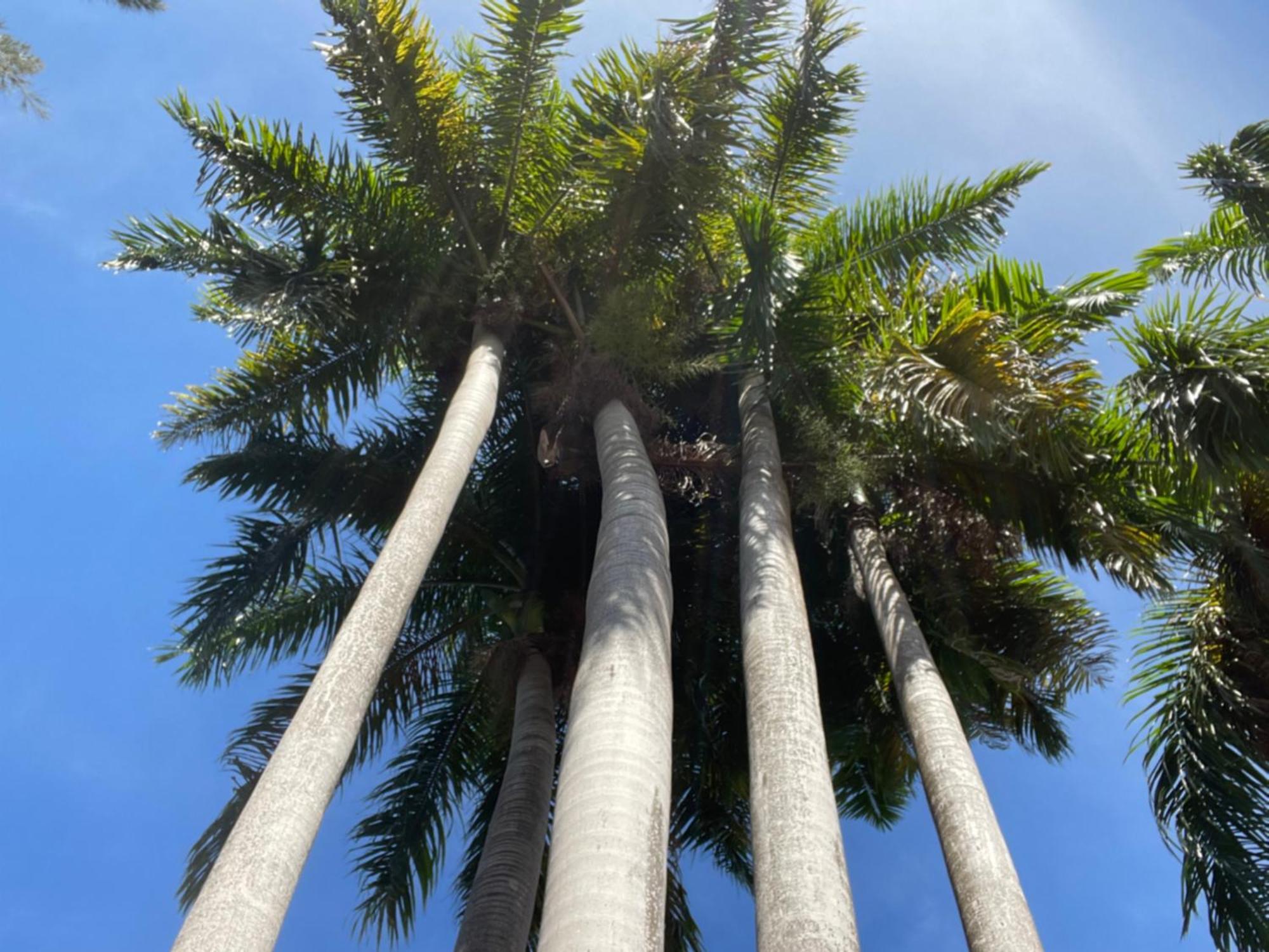 Hotel Peaceful Palms Montego Bay Esterno foto